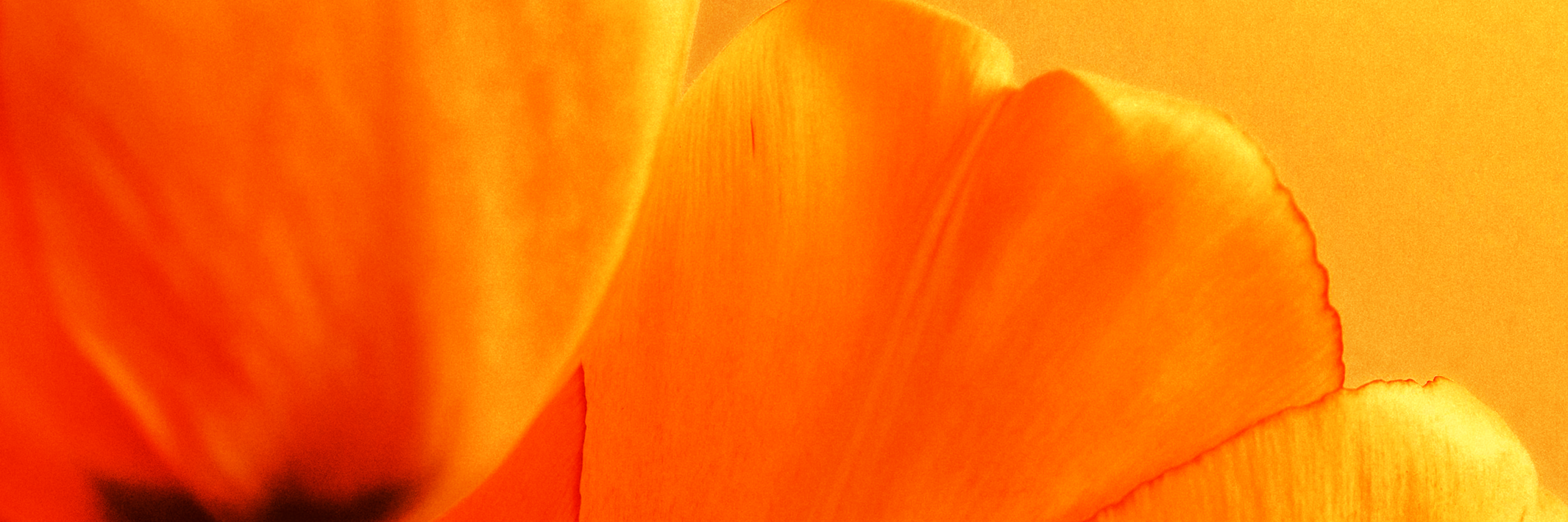 En närbild på tulpaner i en varm orange färg.